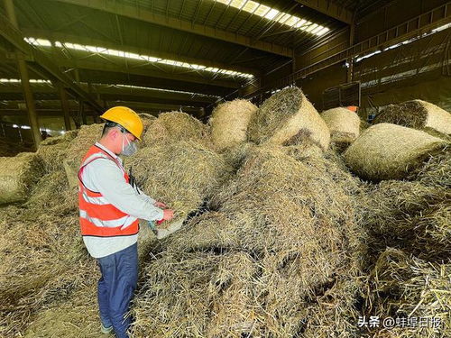 此柴變彼財(cái) 懷遠(yuǎn)秸稈綜合利用頻出新招探尋農(nóng)業(yè)減碳新路